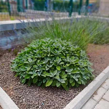 La Torre Di Barbara 度假居 阿尔代亚